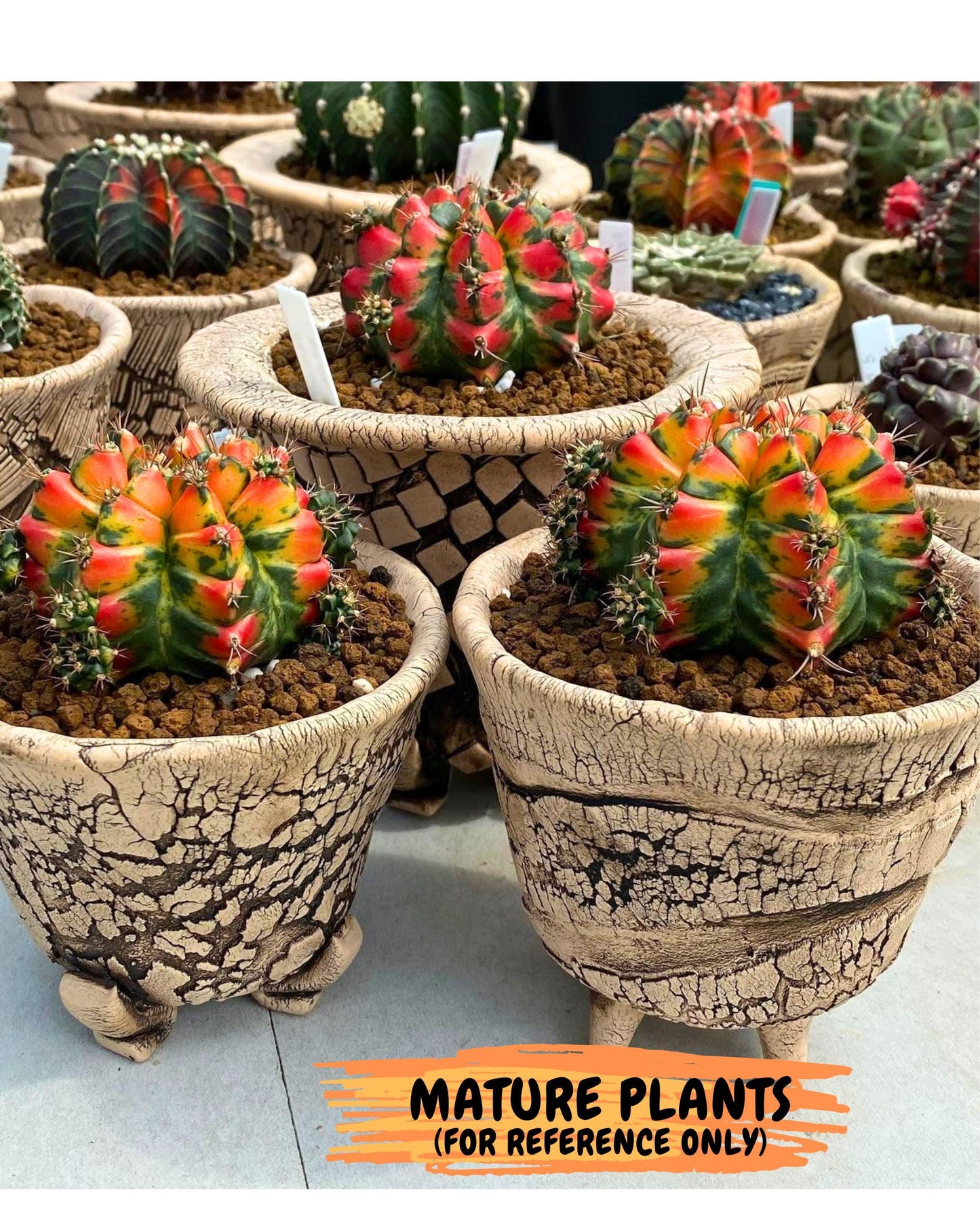 Gymnocalycium T31115 (gy19) (05) | Collectable Plant