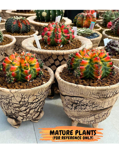 Gymnocalycium T31115 (gy19) (05) | Collectable Plant