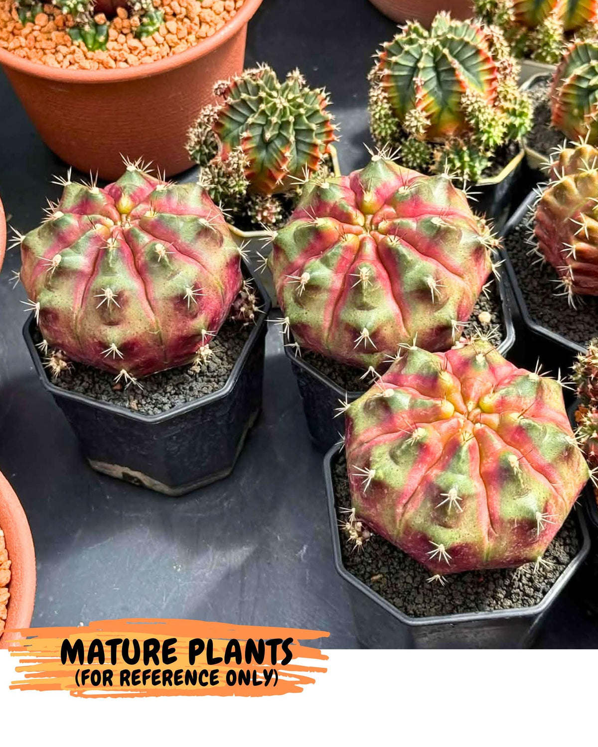 Gymnocalycium Siamese Grape (gy13) (6) | Collectable Plant