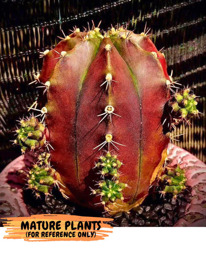 Gymnocalycium Siamese Grape (gy18) (8) | Collectable Plant
