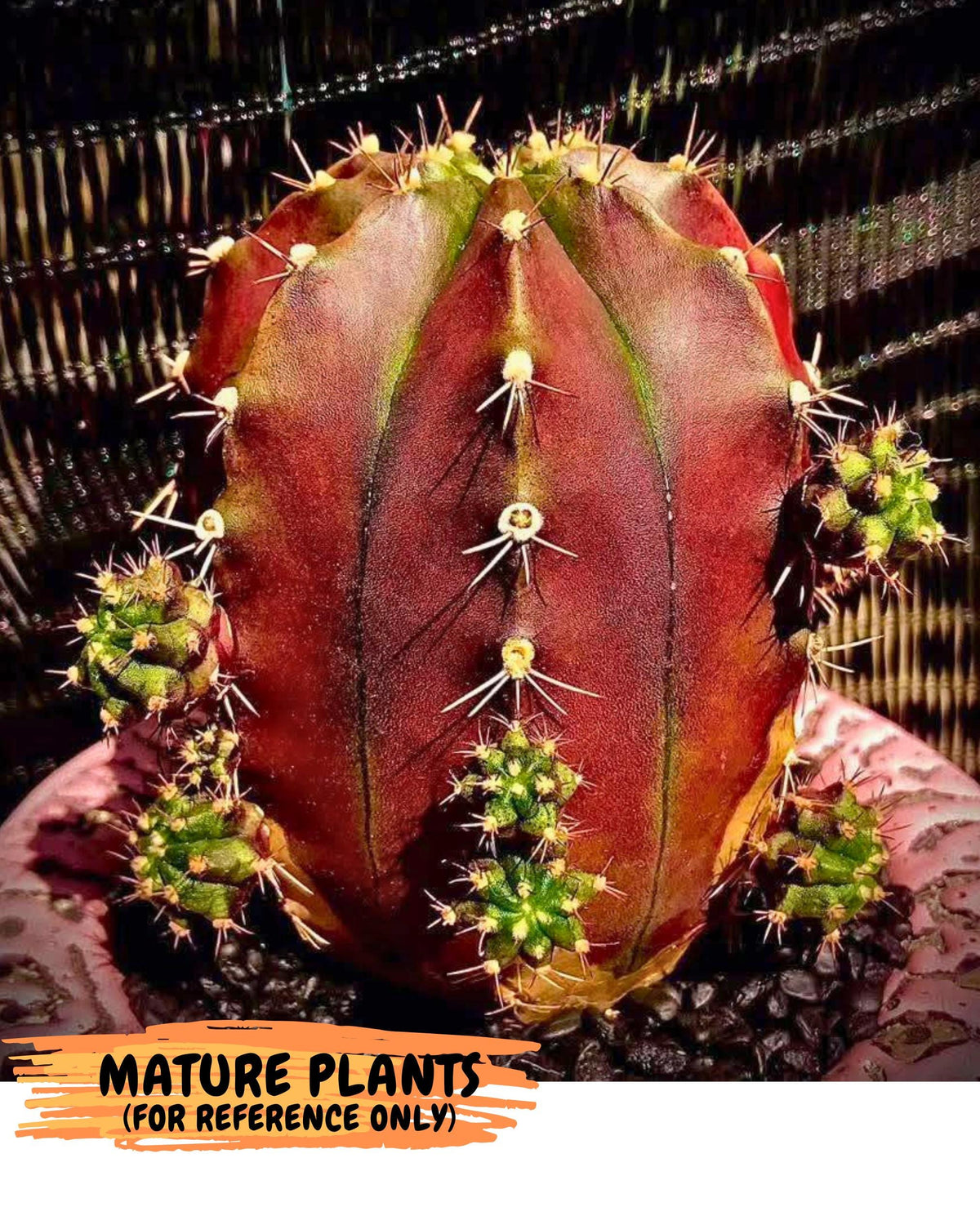Gymnocalycium Siamese Grape (gy13) (6) | Collectable Plant