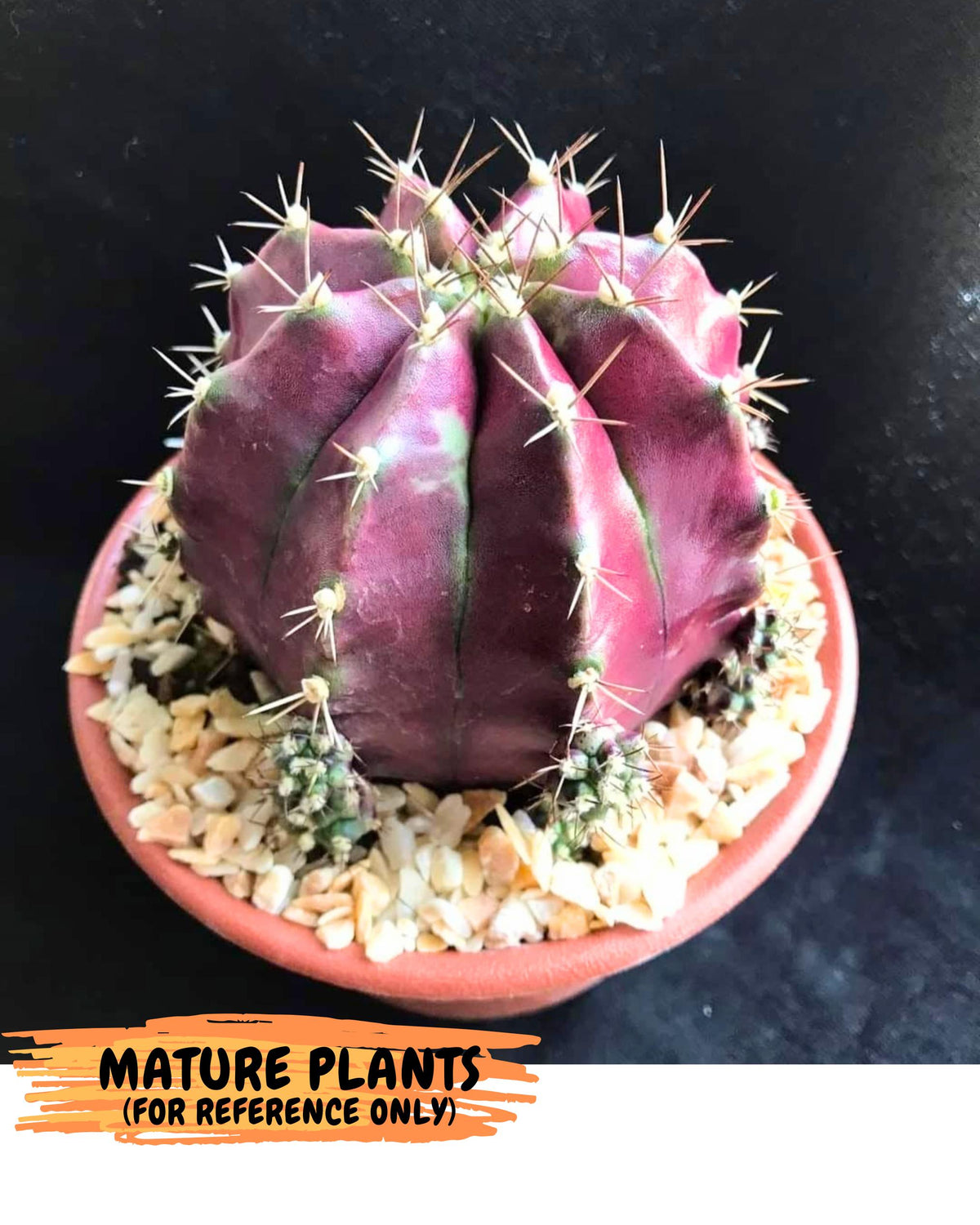 Gymnocalycium Siamese Grape (gy13) (7) | Collectable Plant