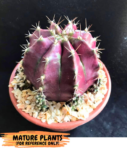 Gymnocalycium Siamese Grape (gy13) (7) | Collectable Plant
