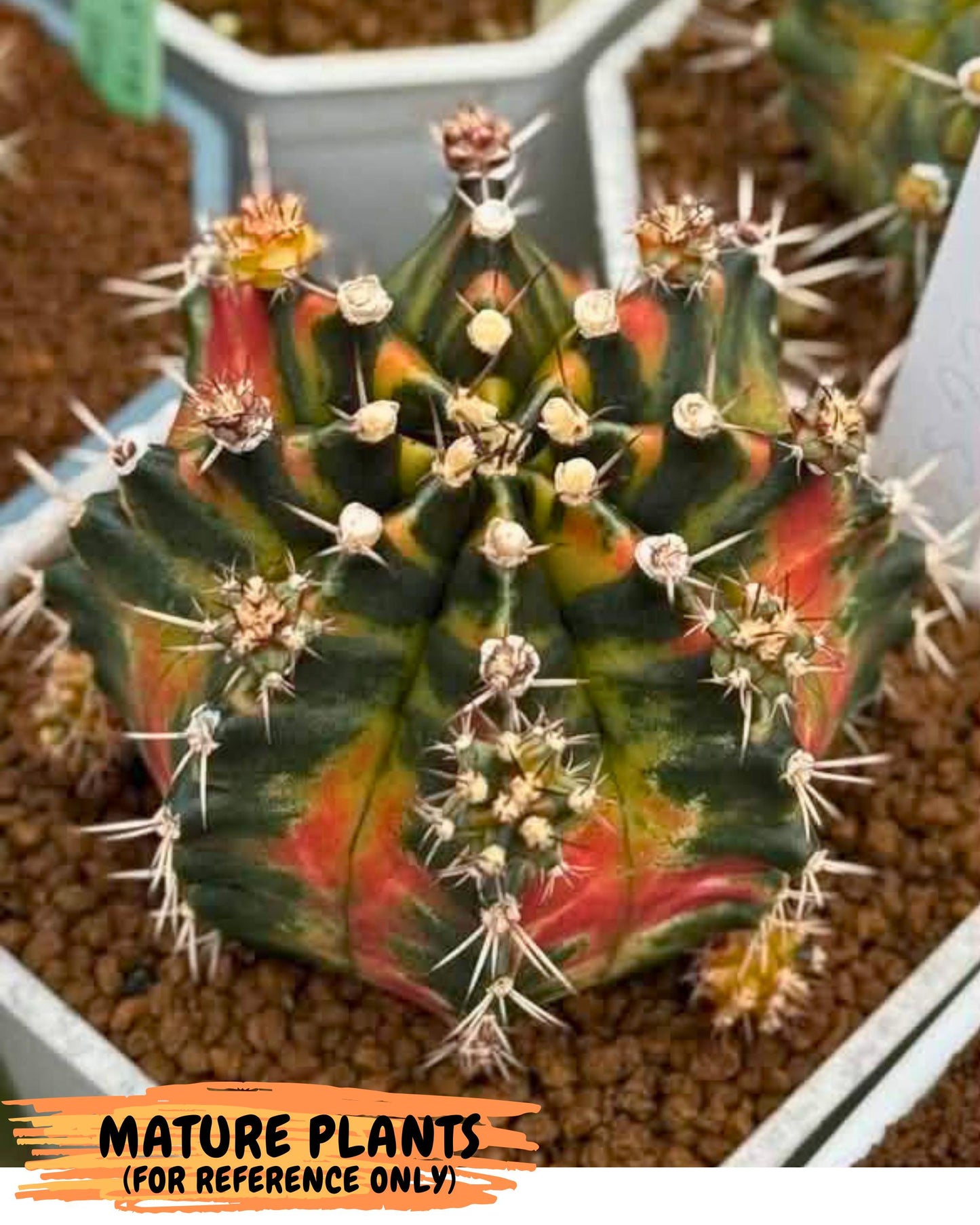 Gymnocalycium Green Wood (gy17) (05) | Collector’s Edition