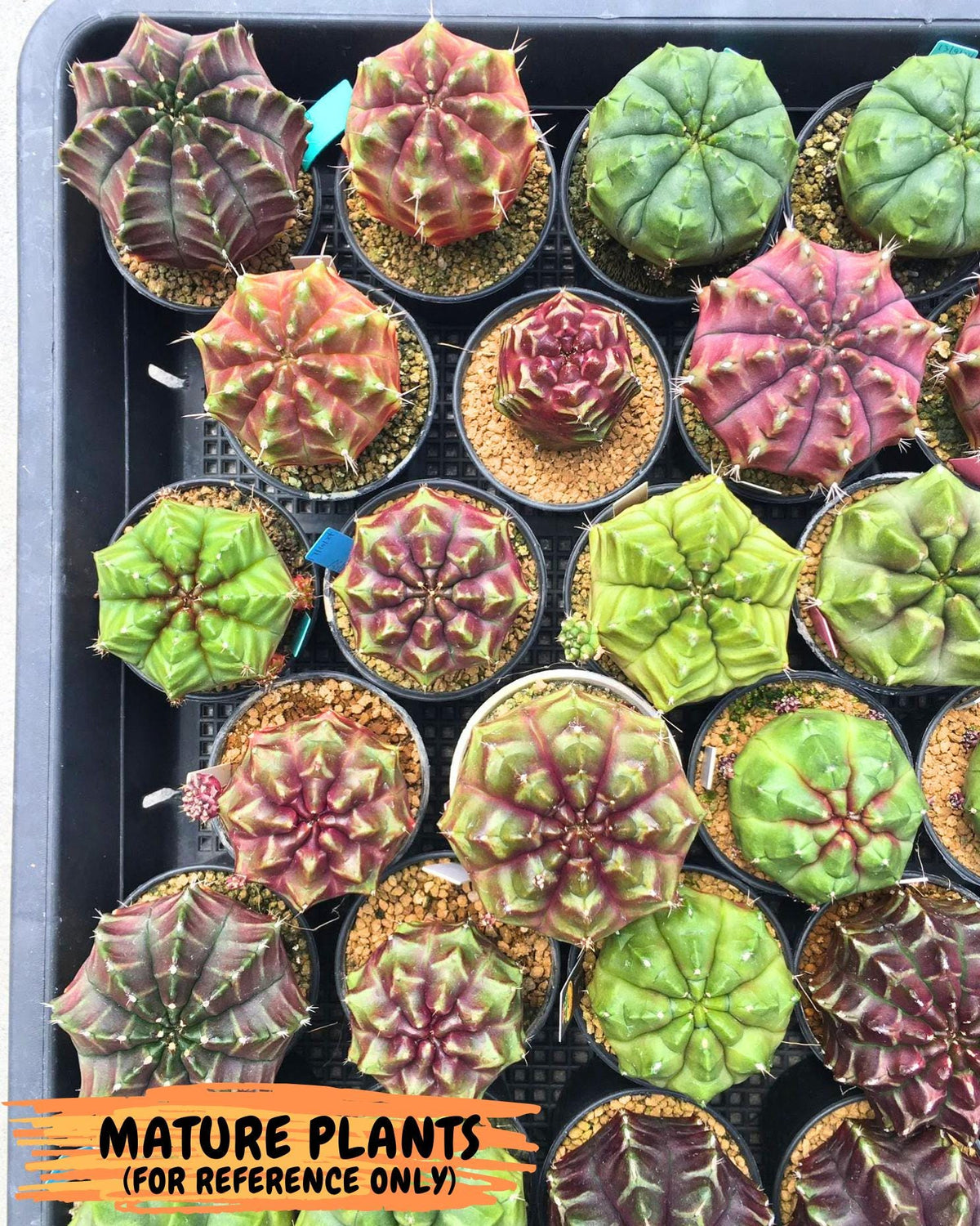 Gymnocalycium Aas DayDream (gy21) (08) | Rare Hybrids
