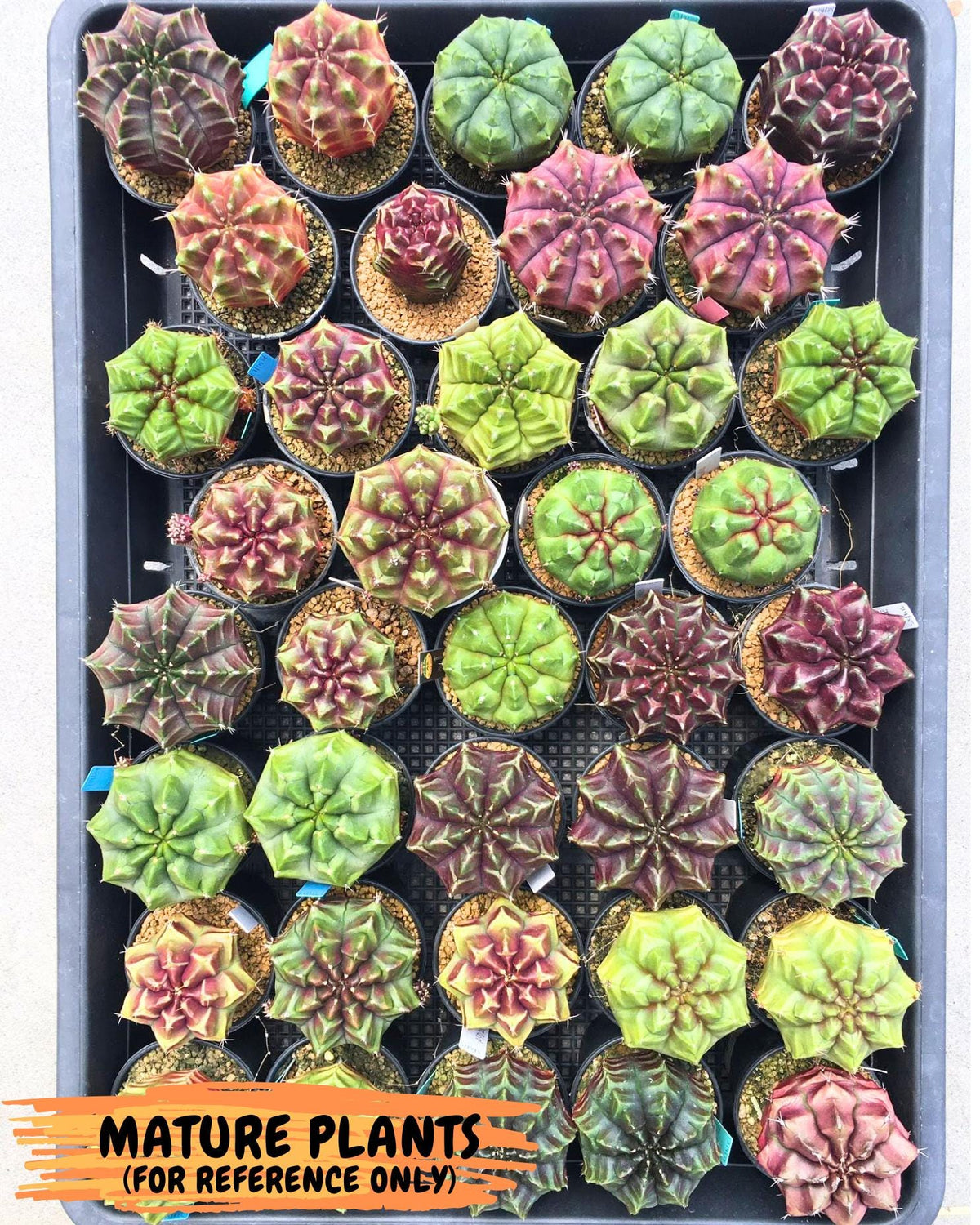Gymnocalycium Aas DayDream (gy21) (16) | Rare Hybrids