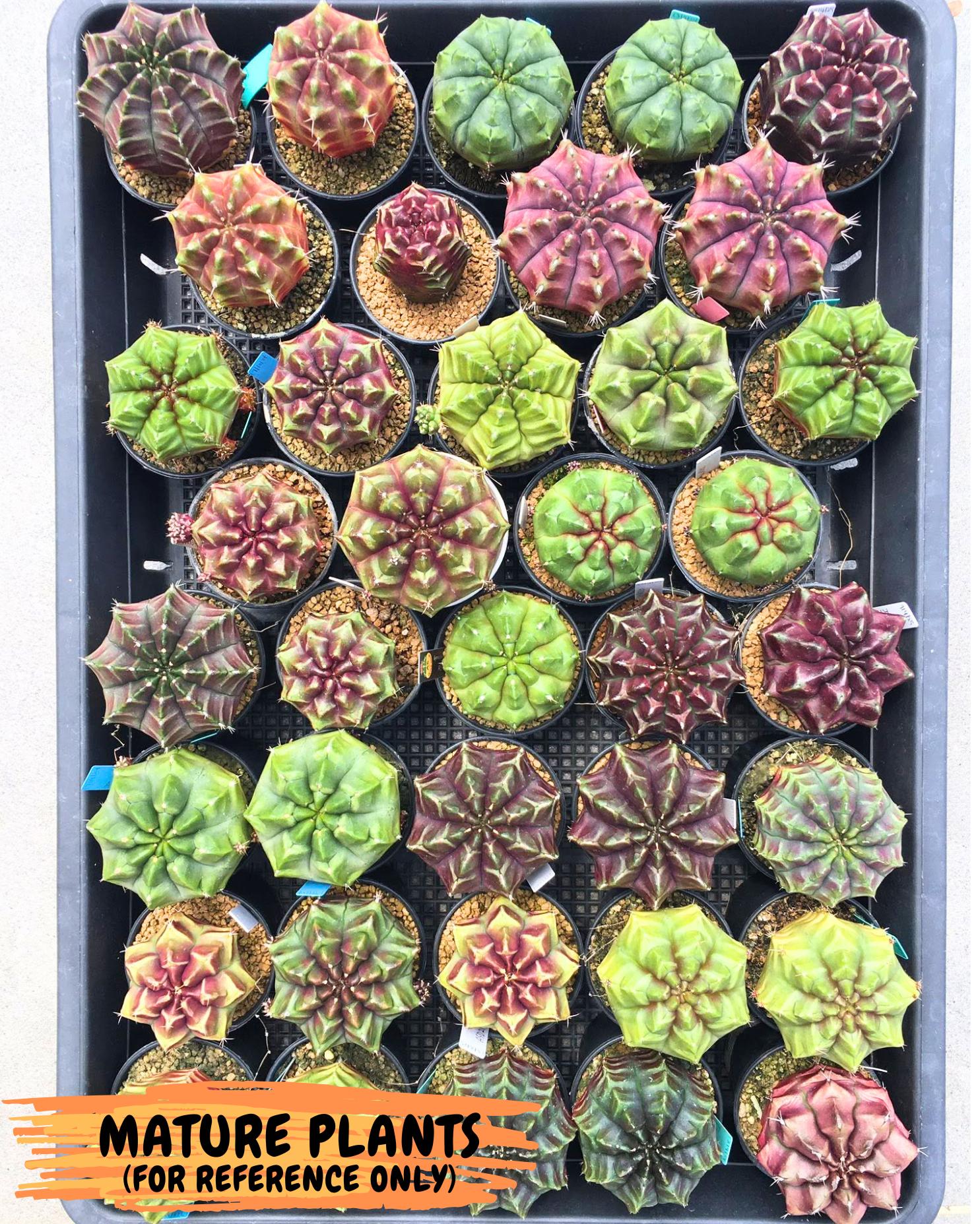 Gymnocalycium Aas DayDream (gy20) (yy) | Rare Hybrids