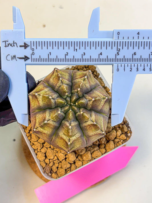 Gymnocalycium Aas DayDream (gy20) (pp) | Rare Hybrids