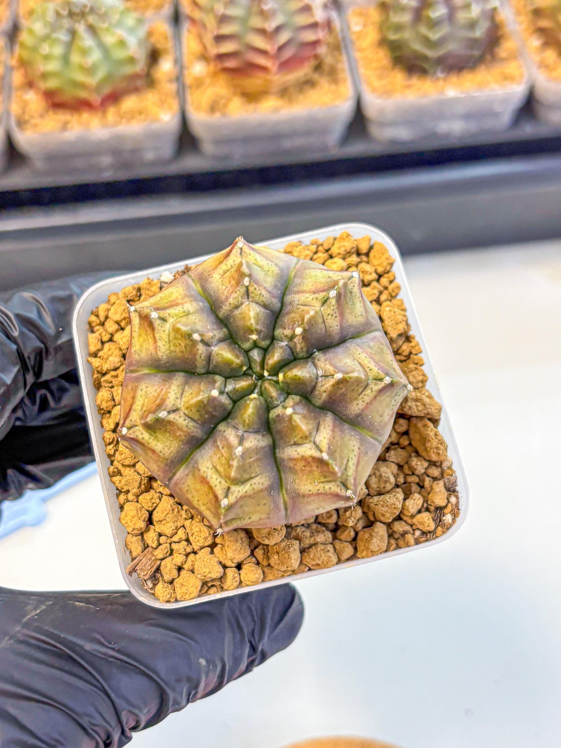 Gymnocalycium Aas DayDream (gy20) (pp) | Rare Hybrids