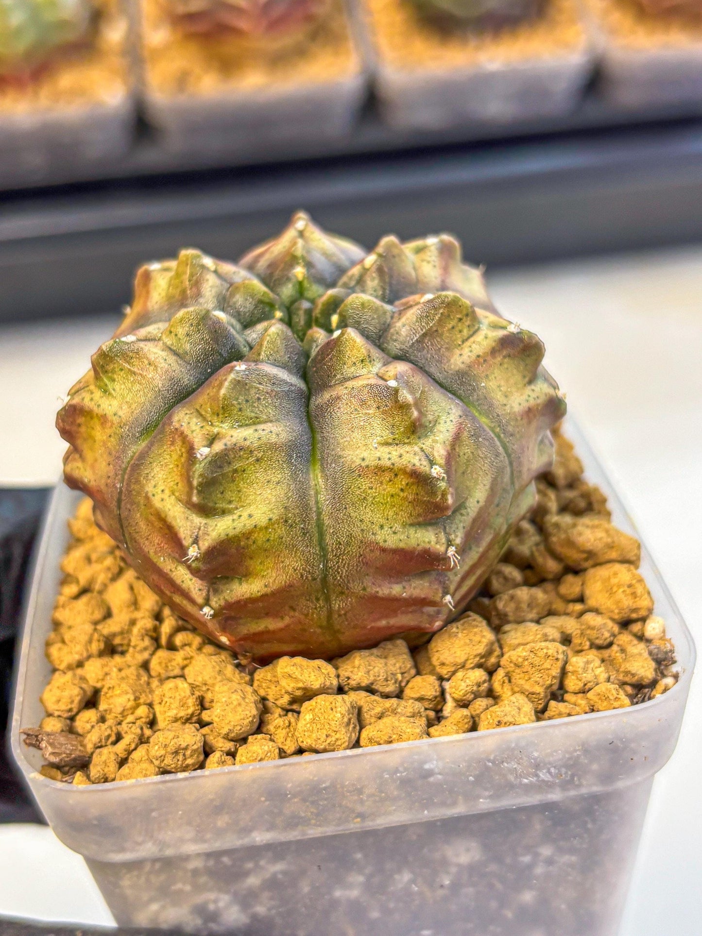 Gymnocalycium Aas DayDream (gy20) (pp) | Rare Hybrids