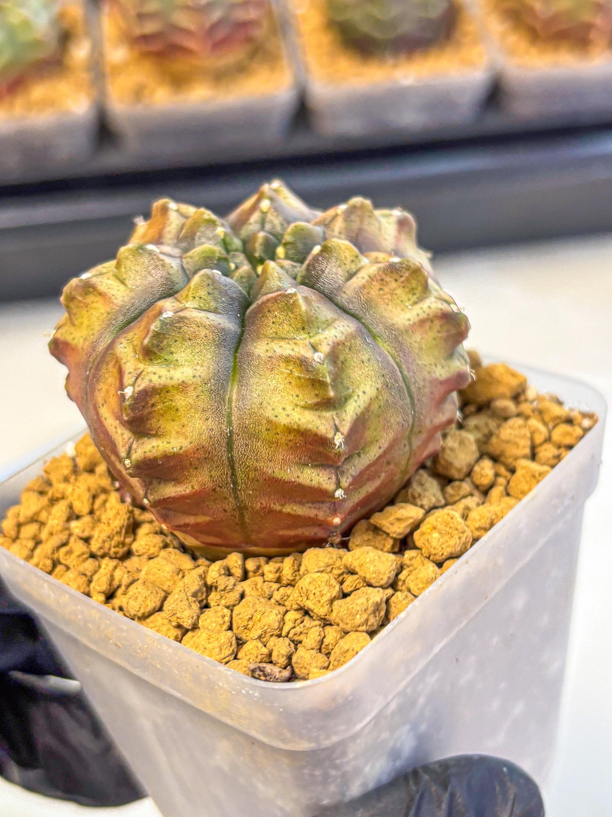 Gymnocalycium Aas DayDream (gy20) (pp) | Rare Hybrids