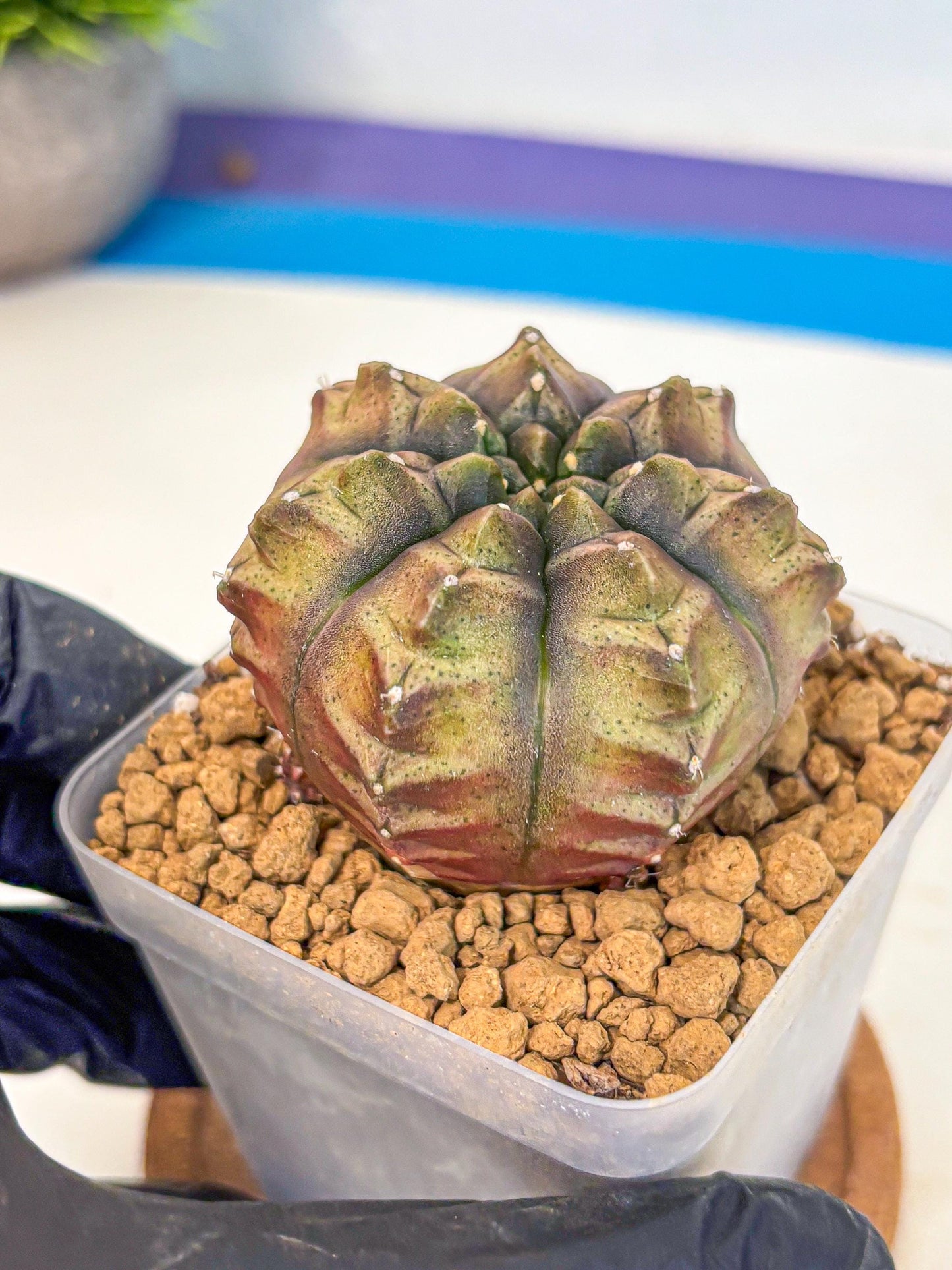 Gymnocalycium Aas DayDream (gy20) (pp) | Rare Hybrids