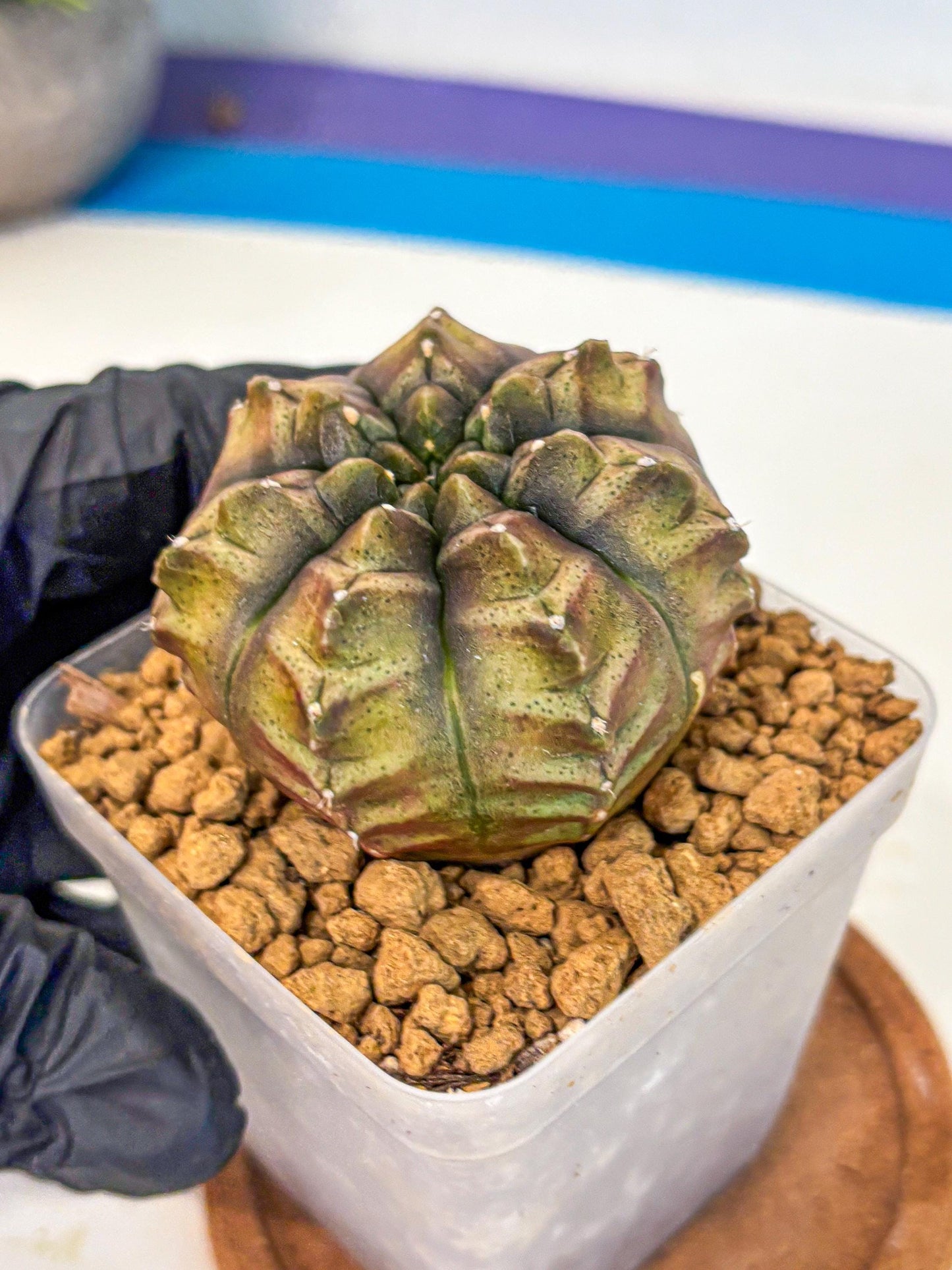 Gymnocalycium Aas DayDream (gy20) (pp) | Rare Hybrids