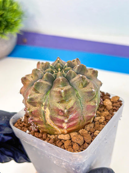 Gymnocalycium Aas DayDream (gy20) (bb) | Rare Hybrids