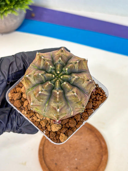Gymnocalycium Aas DayDream (gy20) (bb) | Rare Hybrids