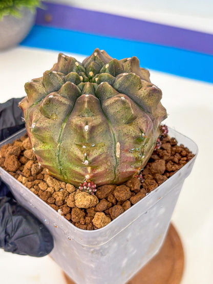 Gymnocalycium Aas DayDream (gy20) (bb) | Rare Hybrids