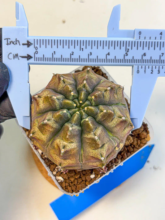 Gymnocalycium Aas DayDream (gy20) (bb) | Rare Hybrids