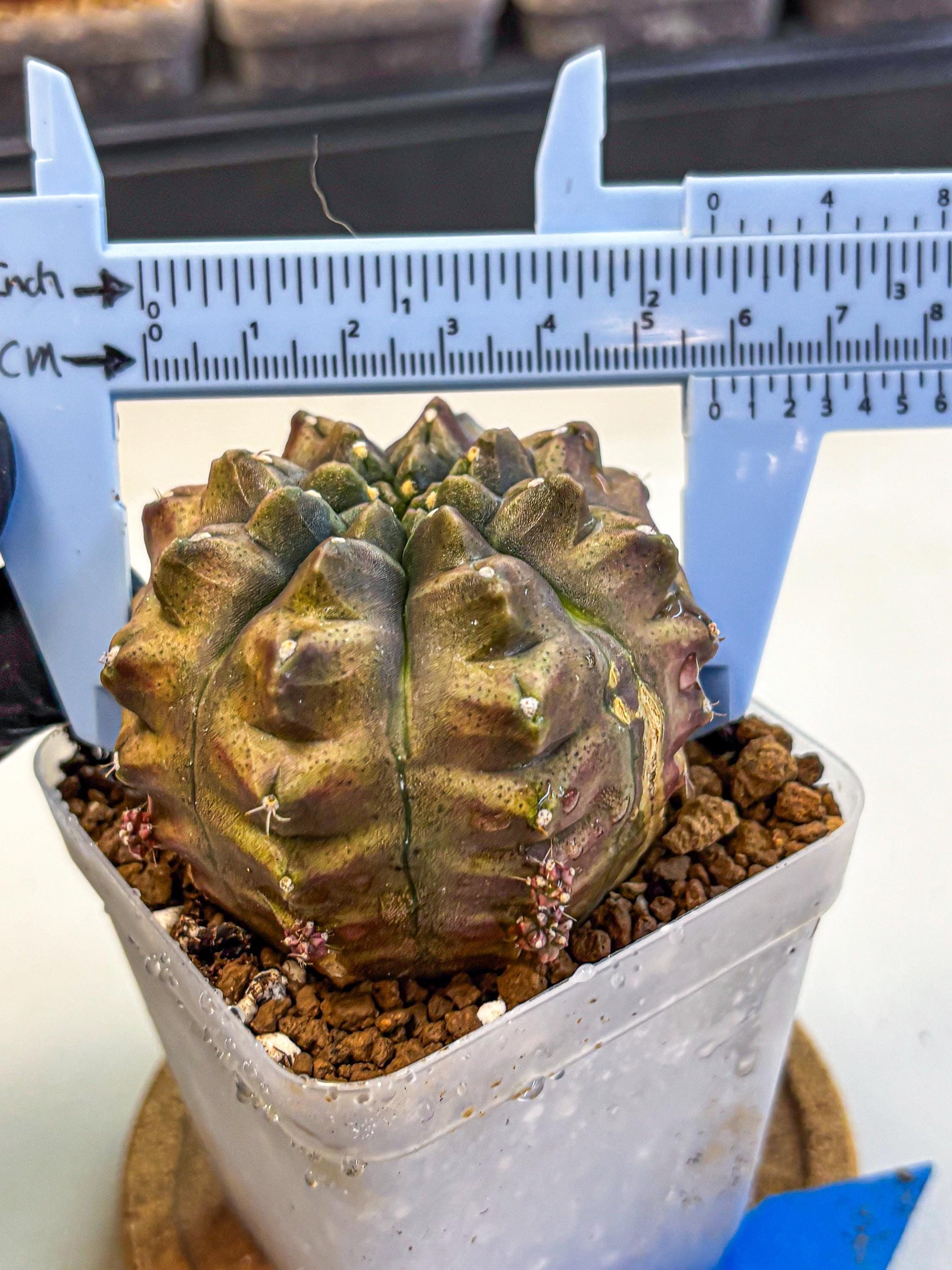 Gymnocalycium Aas DayDream (gy20) (bb) | Rare Hybrids