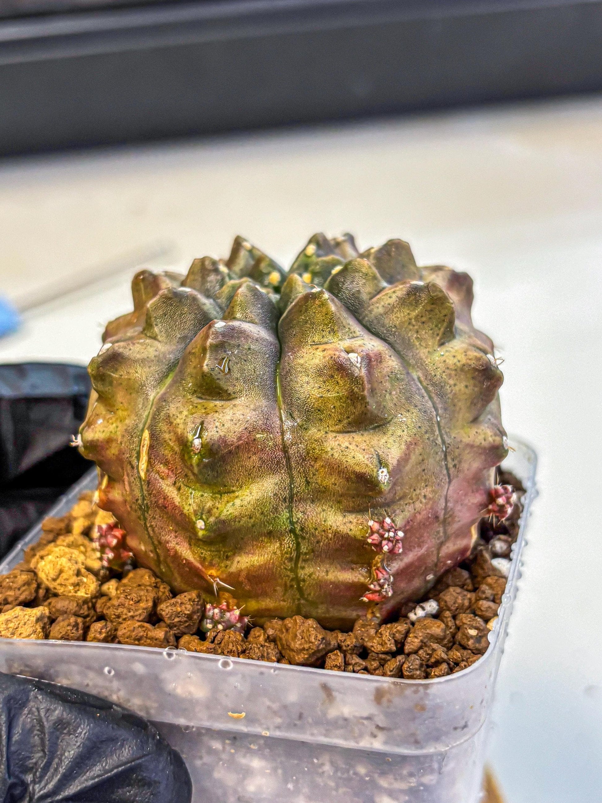 Gymnocalycium Aas DayDream (gy20) (bb) | Rare Hybrids