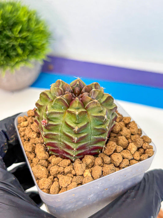 Gymnocalycium Aas DayDream (gy20) (rr) | Rare Hybrids