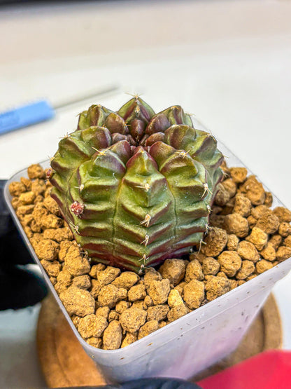 Gymnocalycium Aas DayDream (gy20) (rr) | Rare Hybrids