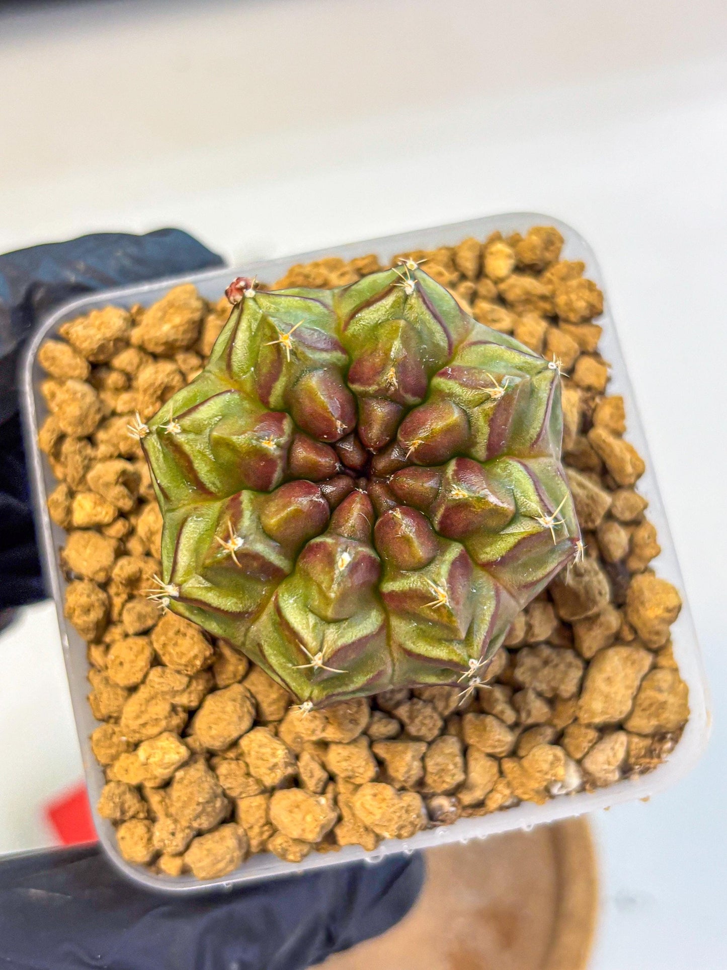 Gymnocalycium Aas DayDream (gy20) (rr) | Rare Hybrids