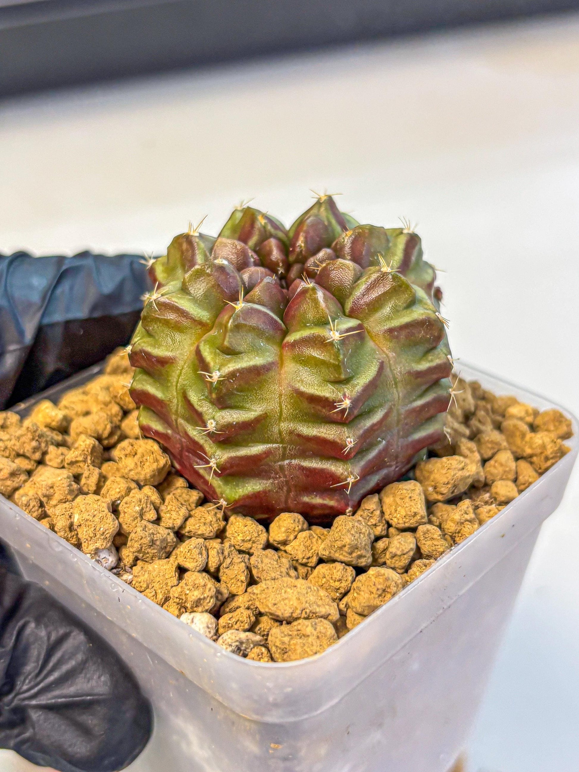 Gymnocalycium Aas DayDream (gy20) (rr) | Rare Hybrids