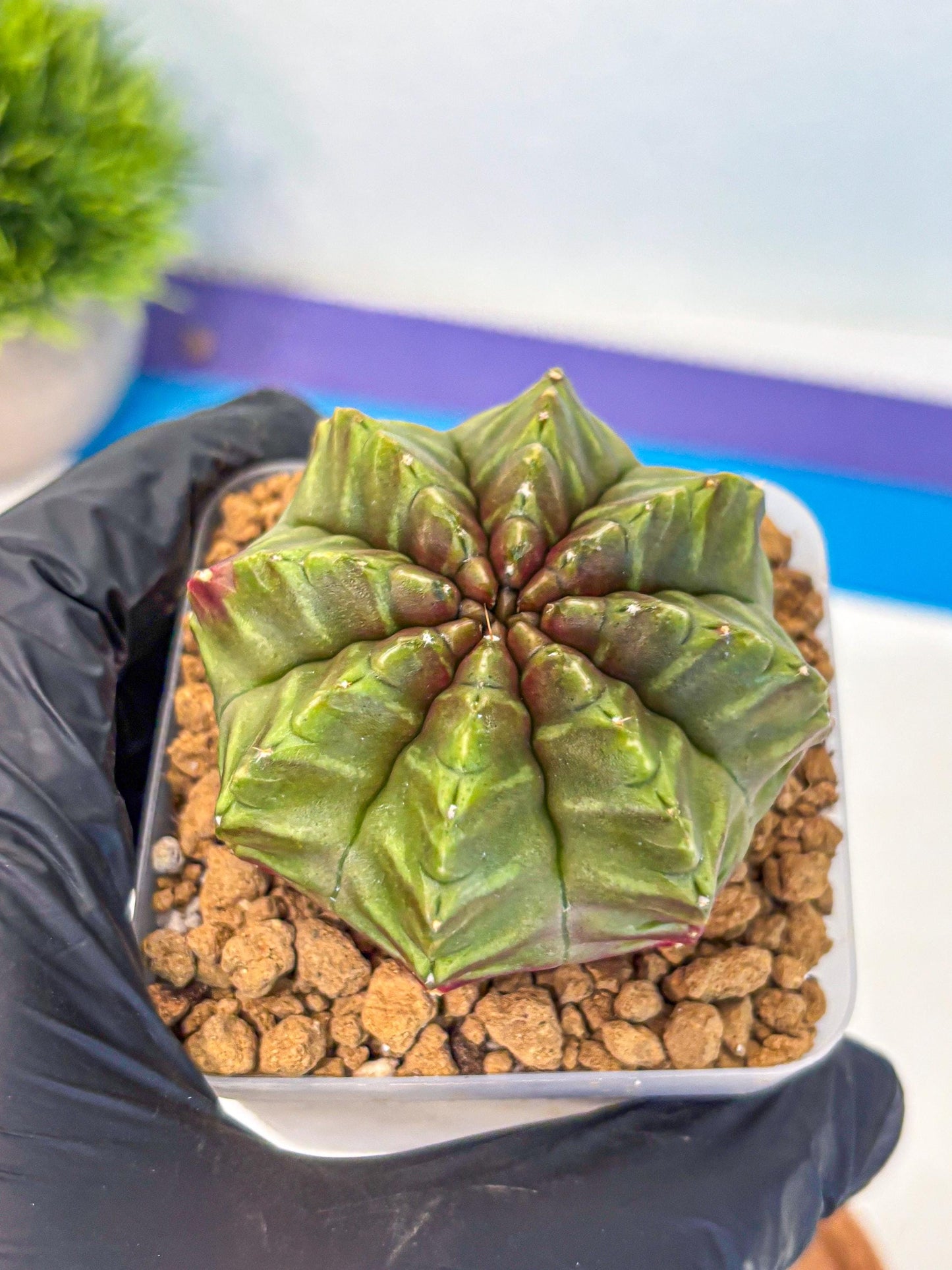 Gymnocalycium Aas DayDream (gy20) (gg) | Rare Hybrids