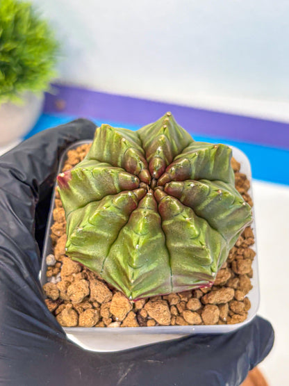 Gymnocalycium Aas DayDream (gy20) (gg) | Rare Hybrids