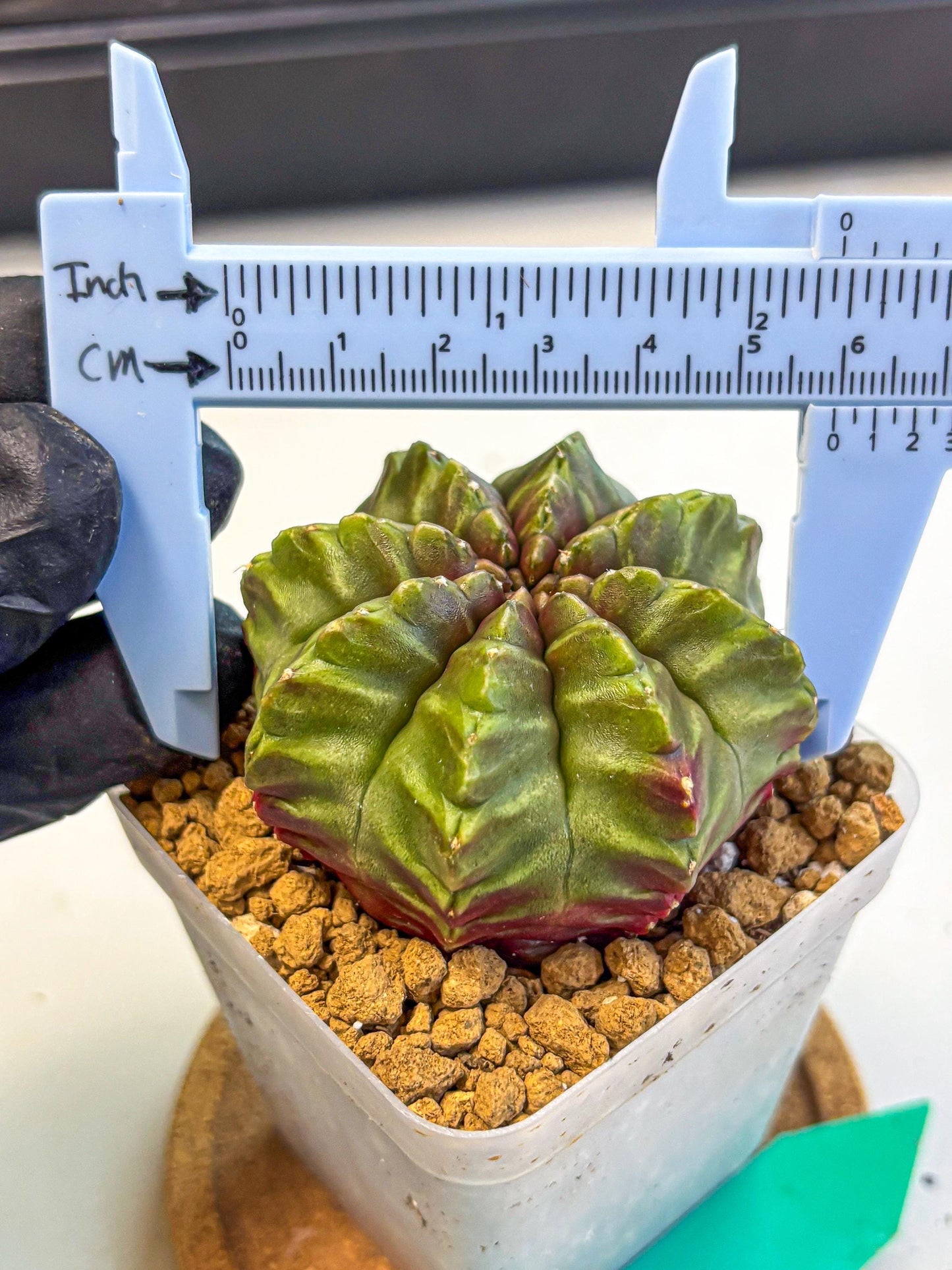 Gymnocalycium Aas DayDream (gy20) (gg) | Rare Hybrids