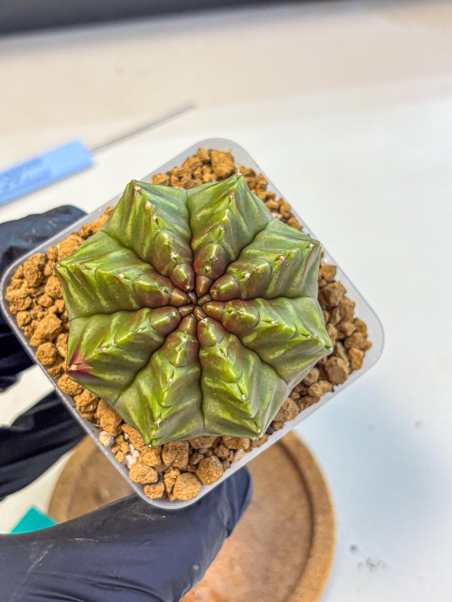 Gymnocalycium Aas DayDream (gy20) (gg) | Rare Hybrids