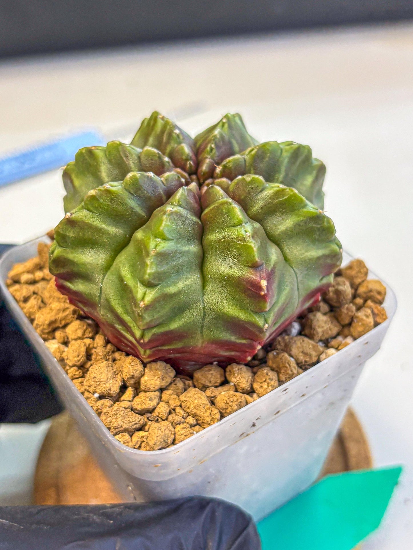 Gymnocalycium Aas DayDream (gy20) (gg) | Rare Hybrids
