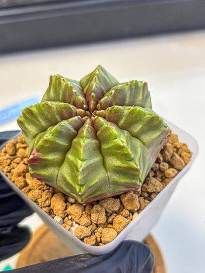 Gymnocalycium Aas DayDream (gy20) (gg) | Rare Hybrids