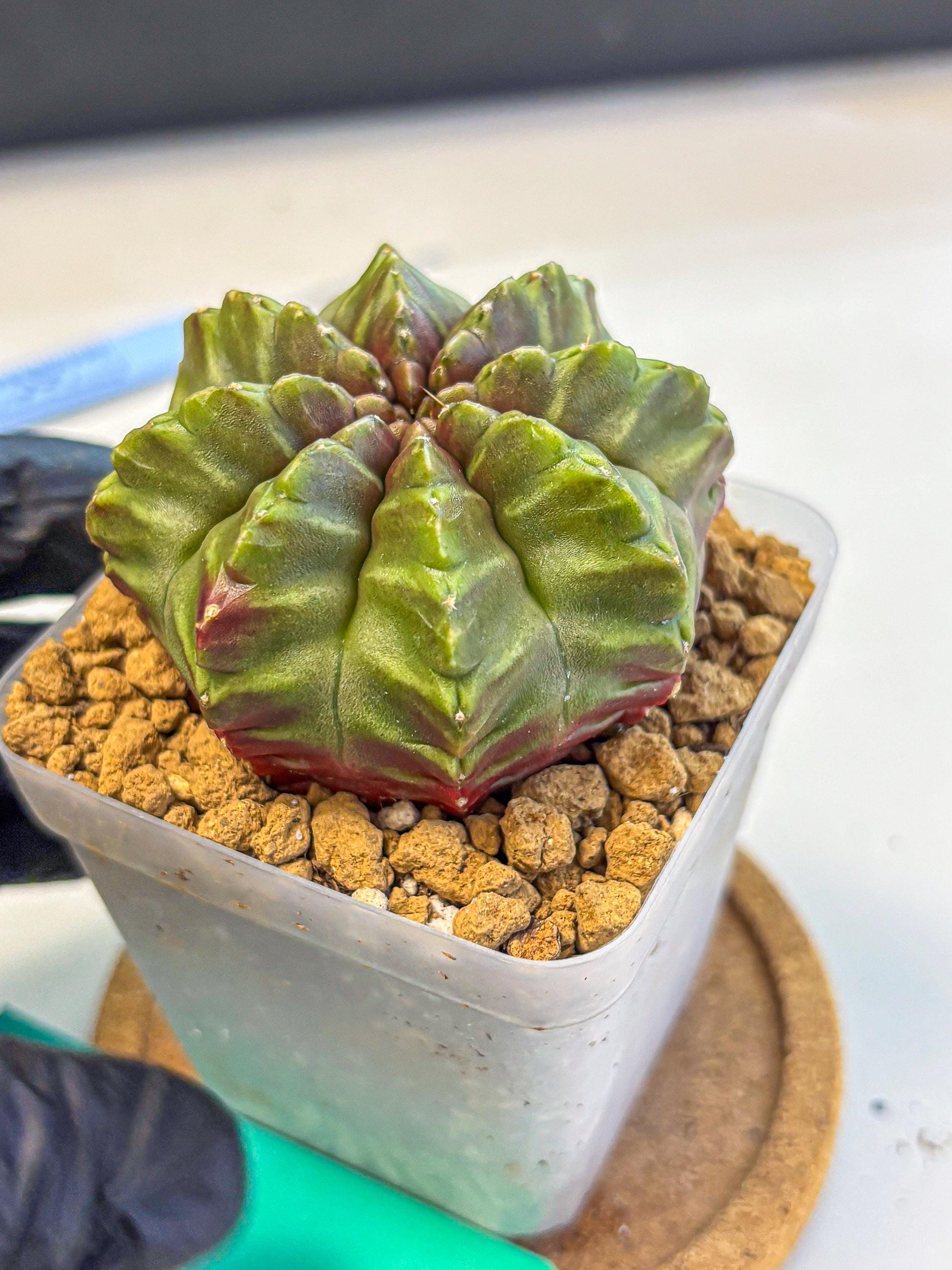 Gymnocalycium Aas DayDream (gy20) (gg) | Rare Hybrids