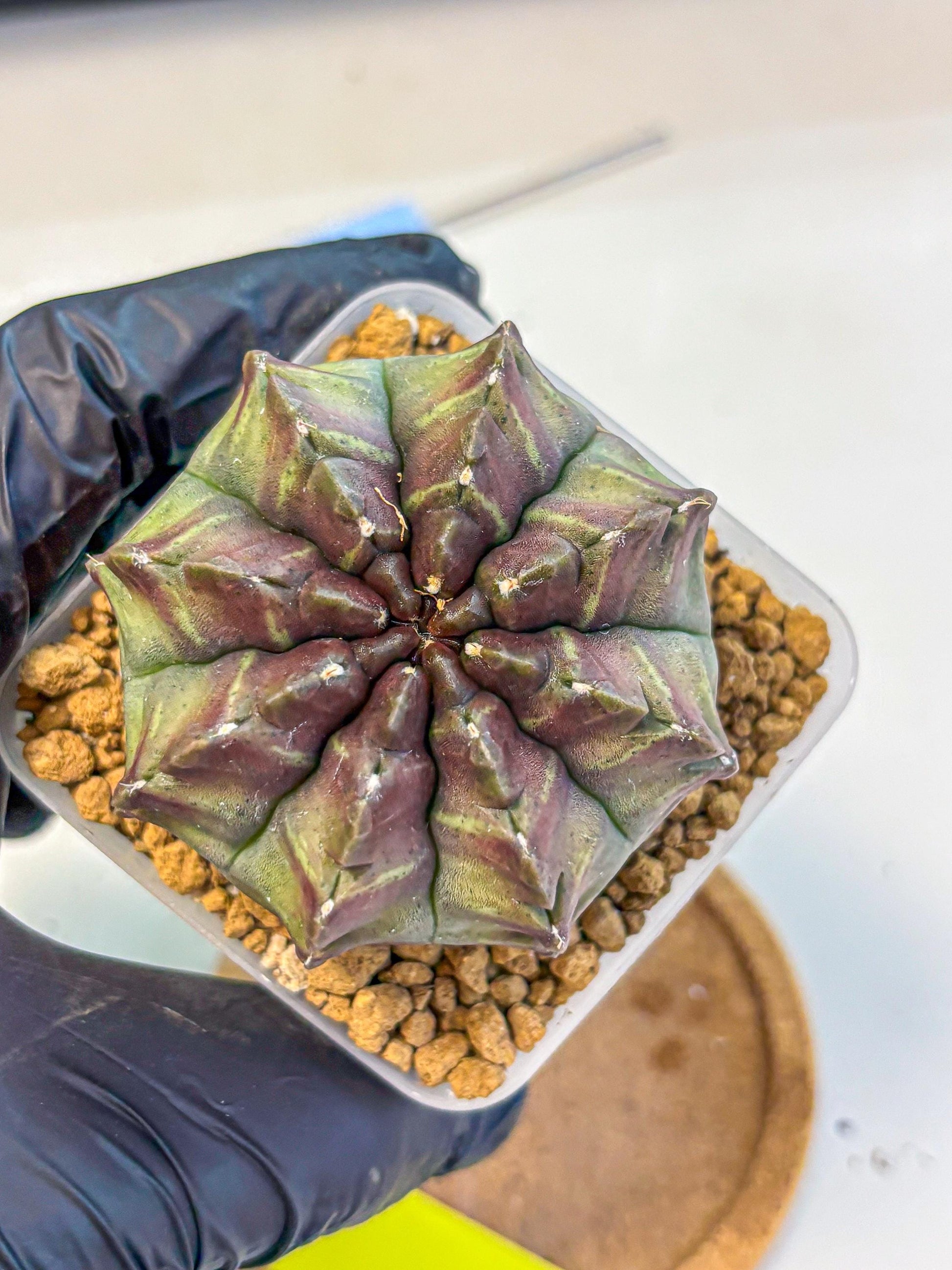 Gymnocalycium Aas DayDream (gy20) (yy) | Rare Hybrids