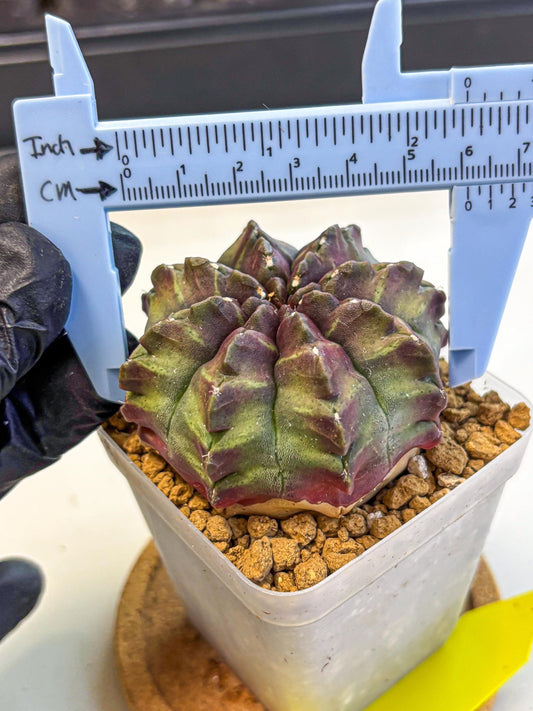Gymnocalycium Aas DayDream (gy20) (yy) | Rare Hybrids