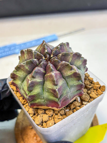 Gymnocalycium Aas DayDream (gy20) (yy) | Rare Hybrids