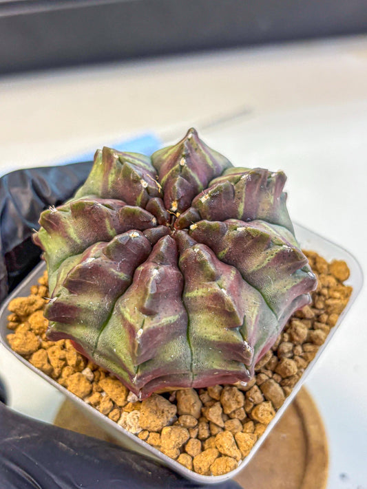 Gymnocalycium Aas DayDream (gy20) (yy) | Rare Hybrids