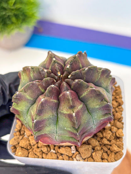 Gymnocalycium Aas DayDream (gy20) (yy) | Rare Hybrids