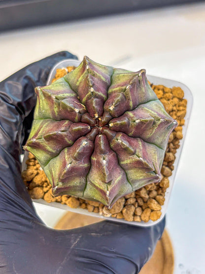 Gymnocalycium Aas DayDream (gy20) (yy) | Rare Hybrids