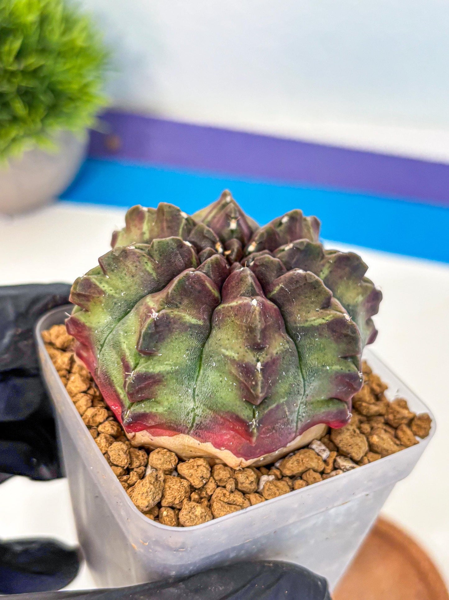 Gymnocalycium Aas DayDream (gy20) (yy) | Rare Hybrids