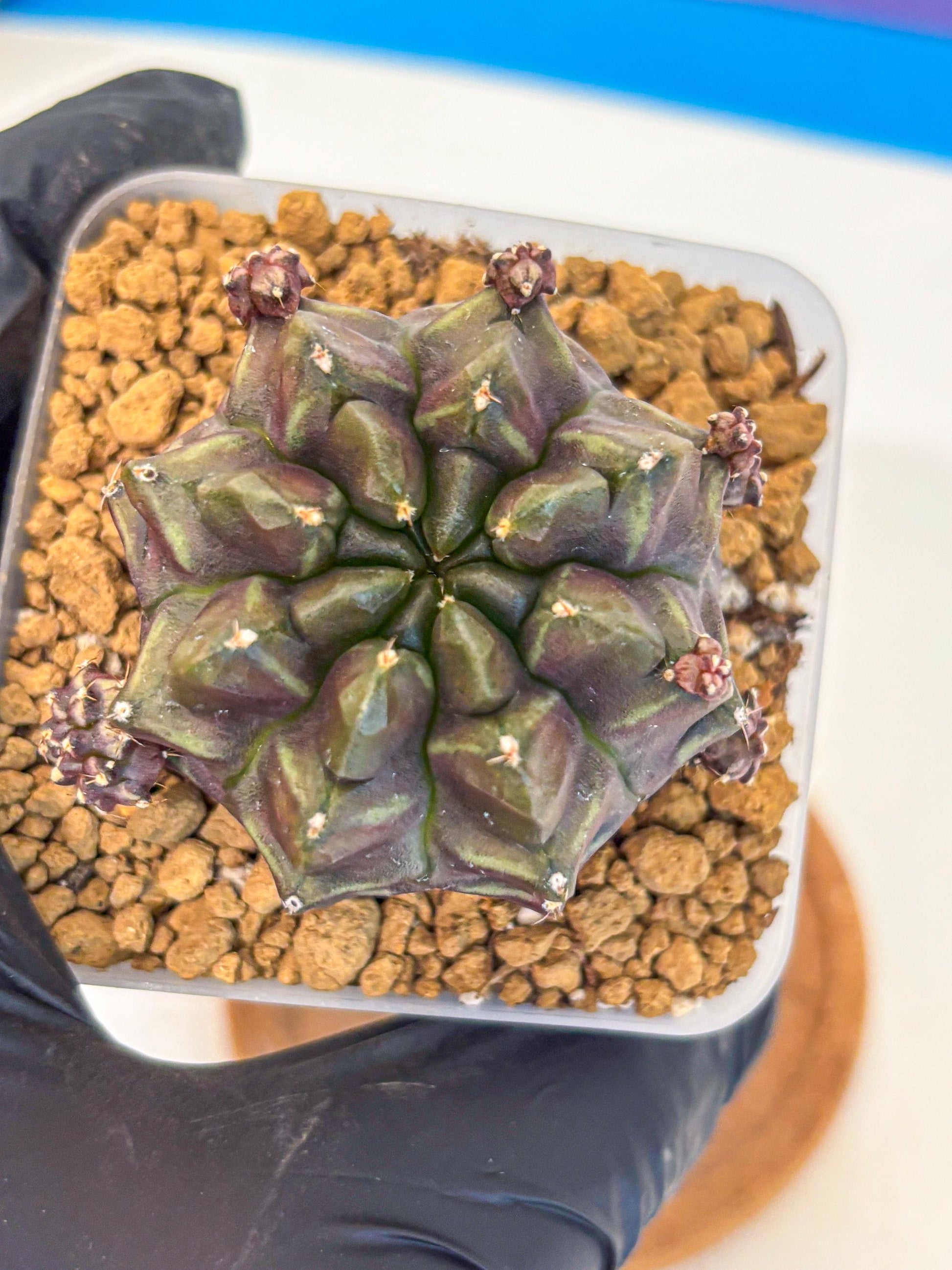 Gymnocalycium Aas DayDream (gy20) (01) | Rare Hybrids