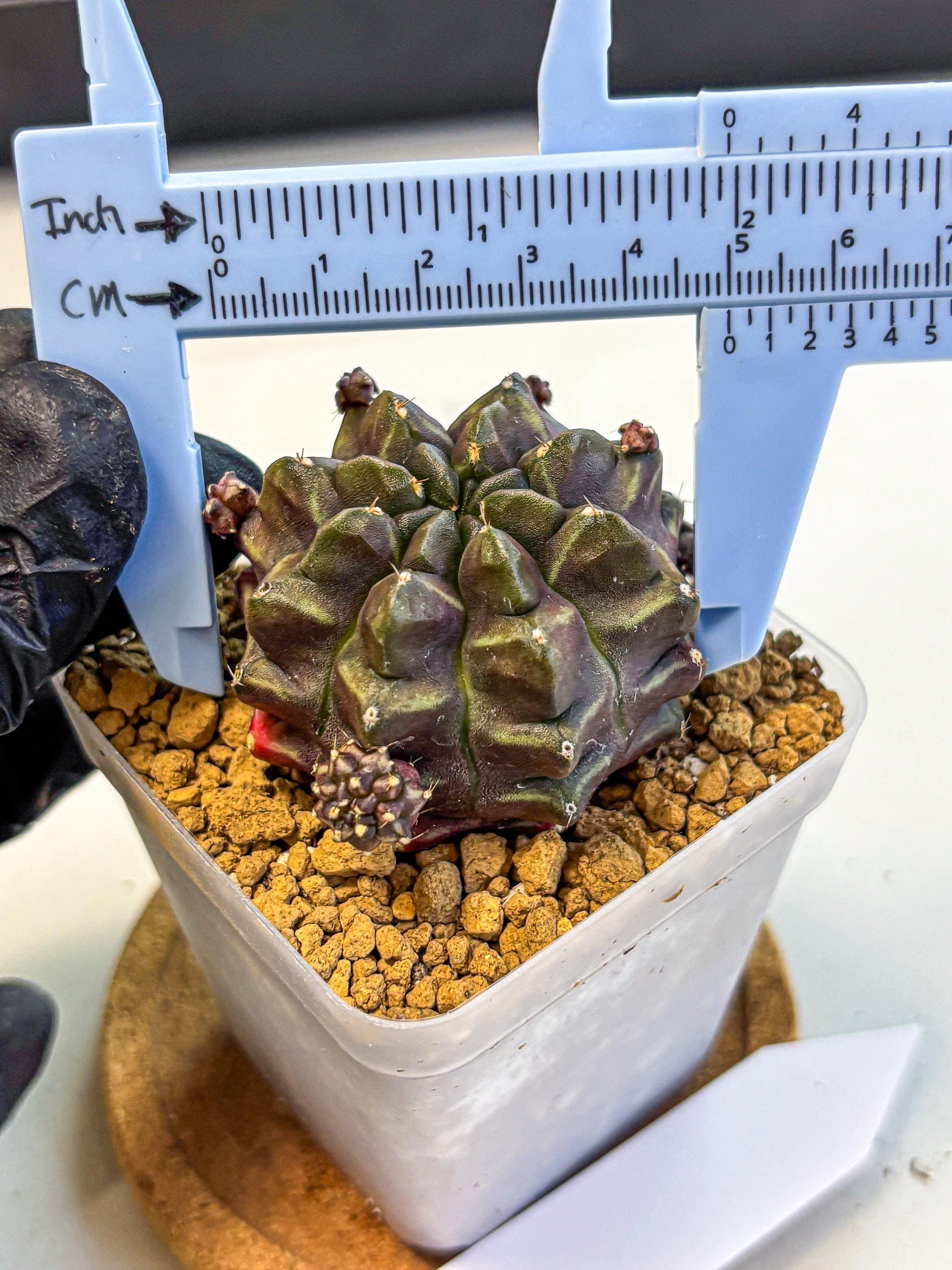 Gymnocalycium Aas DayDream (gy20) (01) | Rare Hybrids