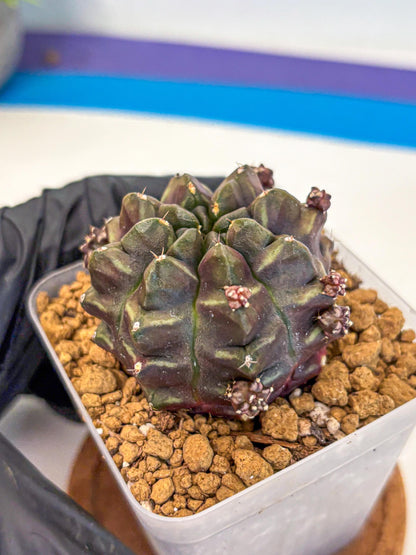 Gymnocalycium Aas DayDream (gy20) (01) | Rare Hybrids