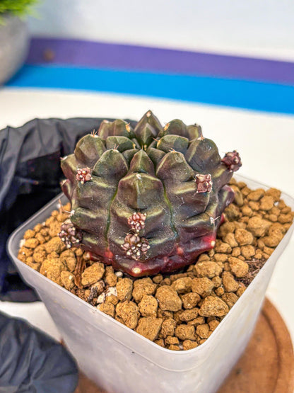 Gymnocalycium Aas DayDream (gy20) (01) | Rare Hybrids