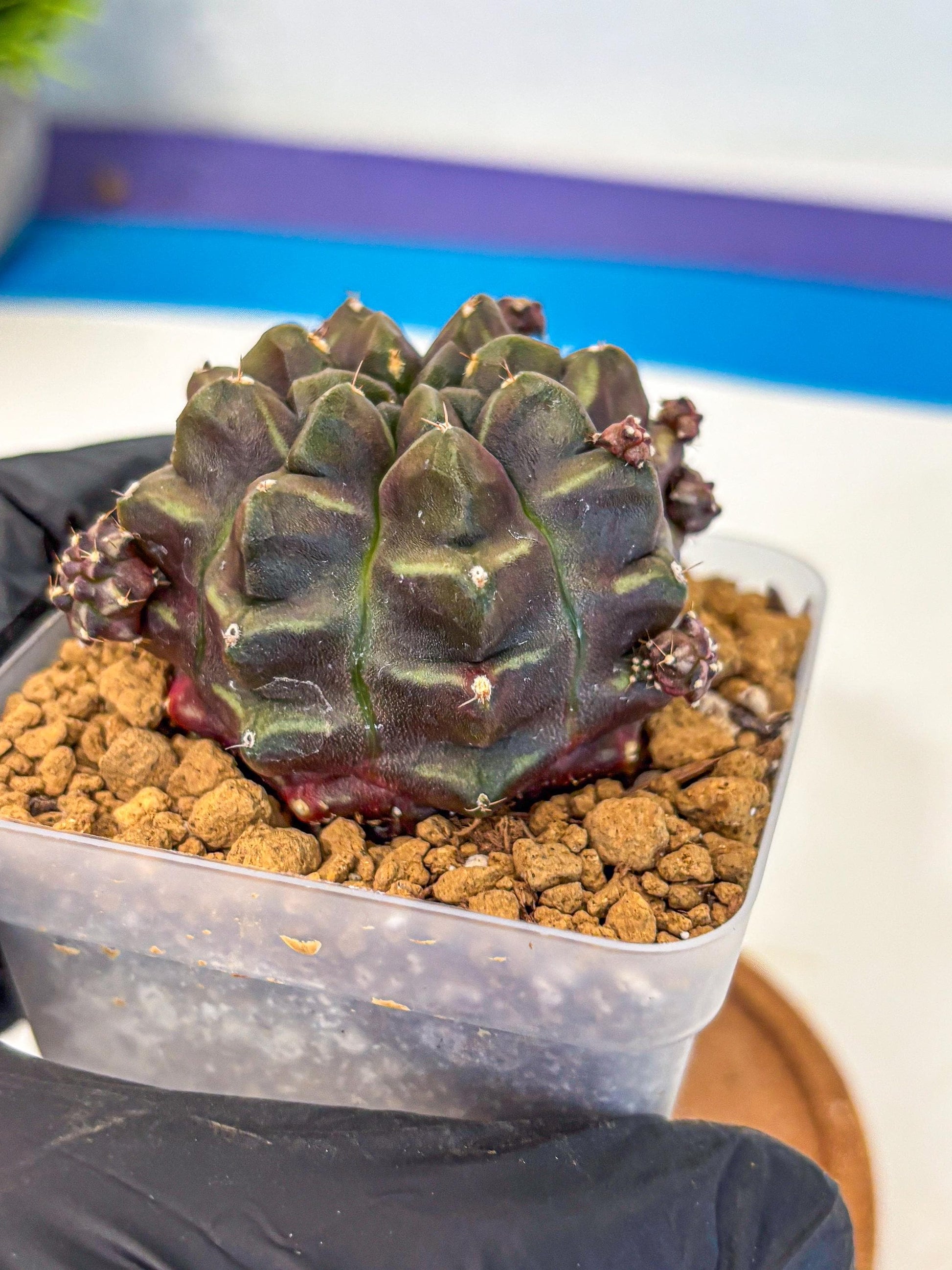 Gymnocalycium Aas DayDream (gy20) (01) | Rare Hybrids