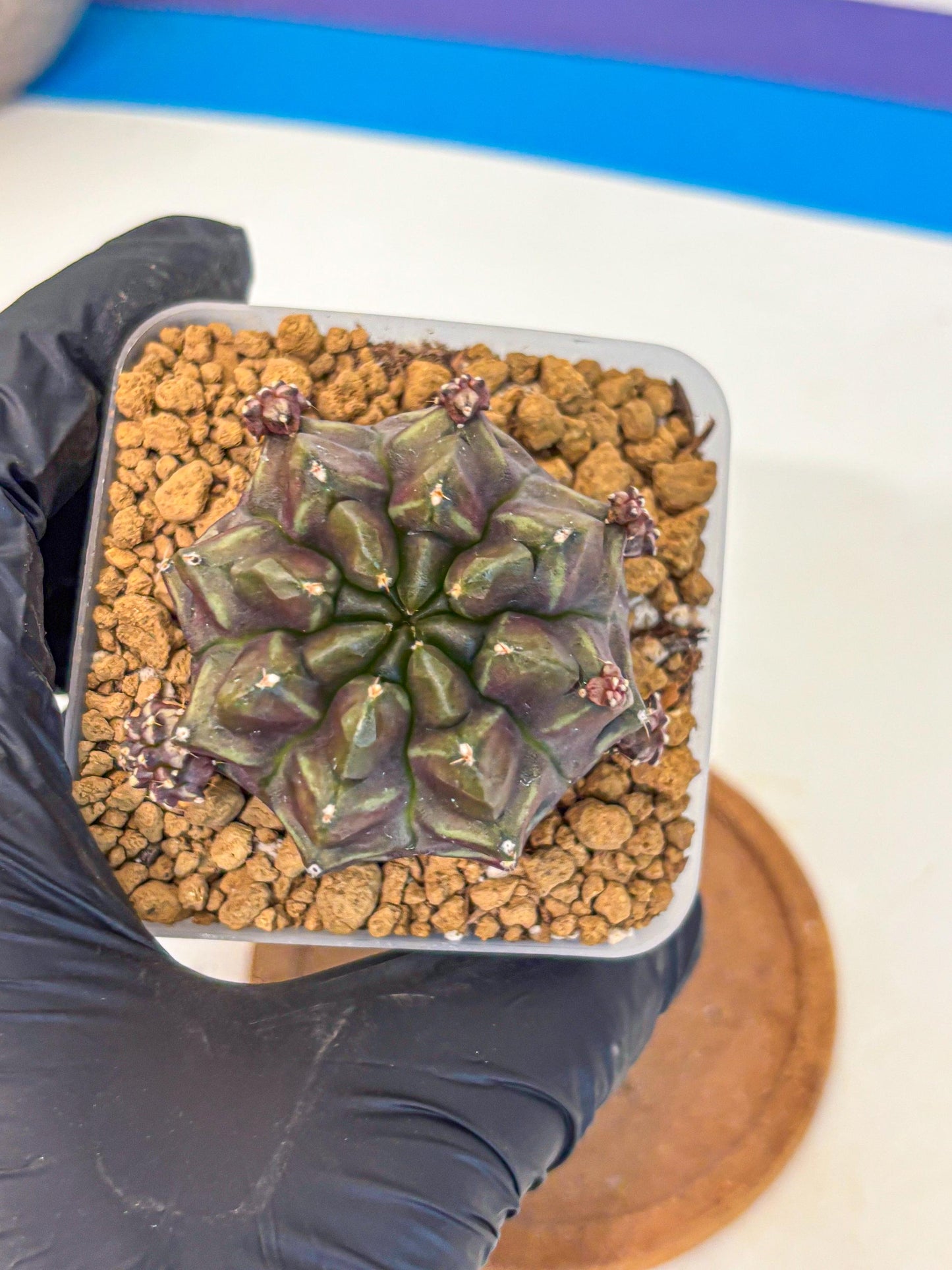 Gymnocalycium Aas DayDream (gy20) (01) | Rare Hybrids