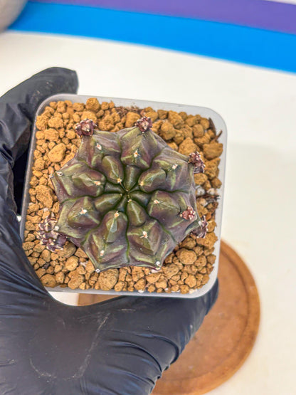 Gymnocalycium Aas DayDream (gy20) (01) | Rare Hybrids