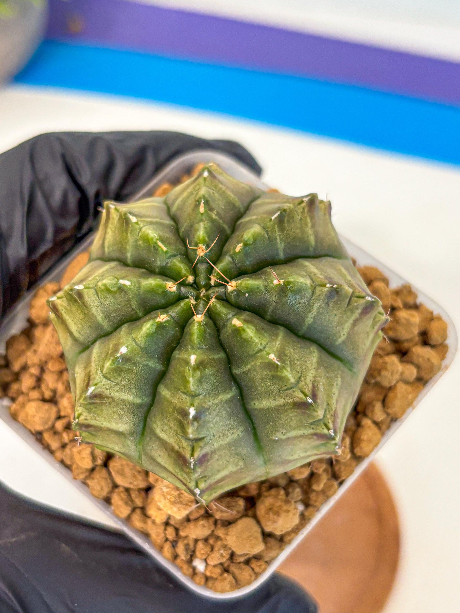 Gymnocalycium Aas DayDream (gy20) (02) | Rare Hybrids