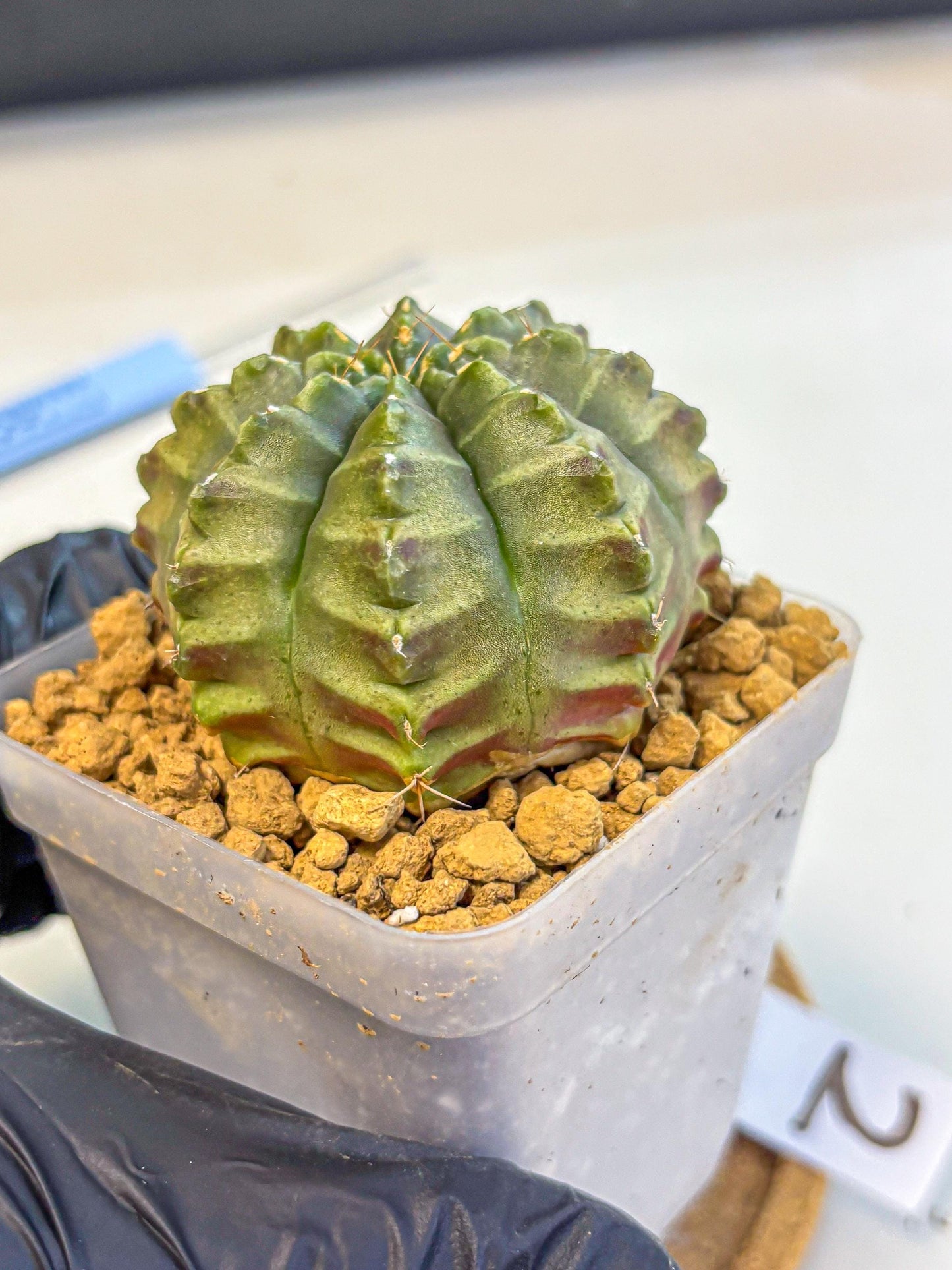 Gymnocalycium Aas DayDream (gy20) (02) | Rare Hybrids